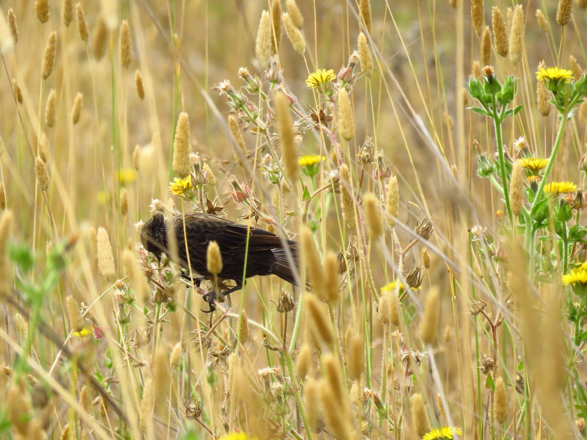 Tricolored Blackbird - ML640409160