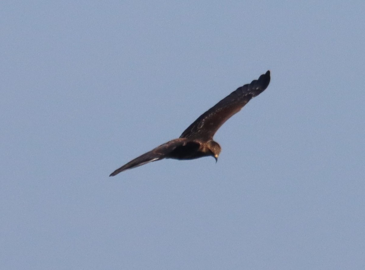 Snail Kite - ML640409161