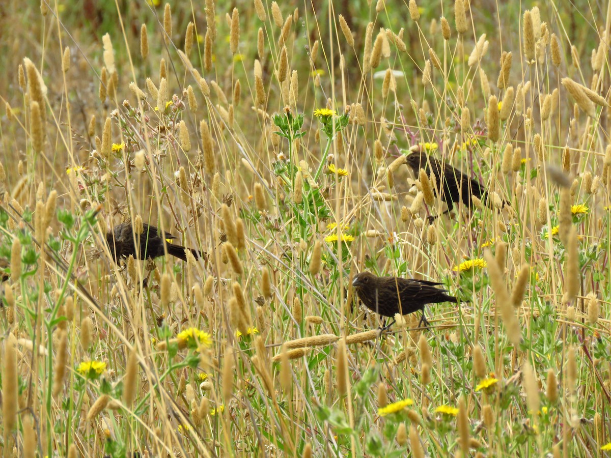 Tricolored Blackbird - ML640409163
