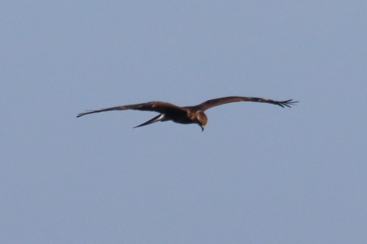 Snail Kite - ML640409172