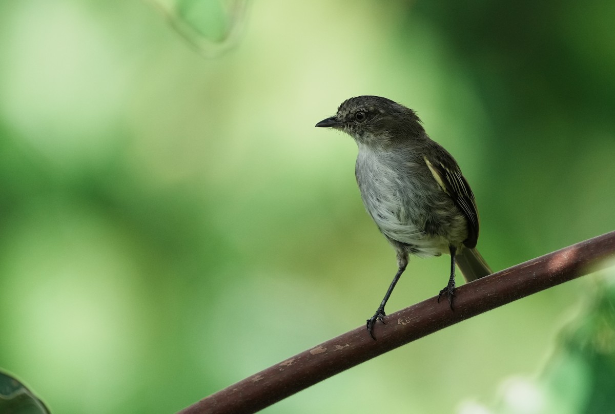 Mistletoe Tyrannulet - ML640409173