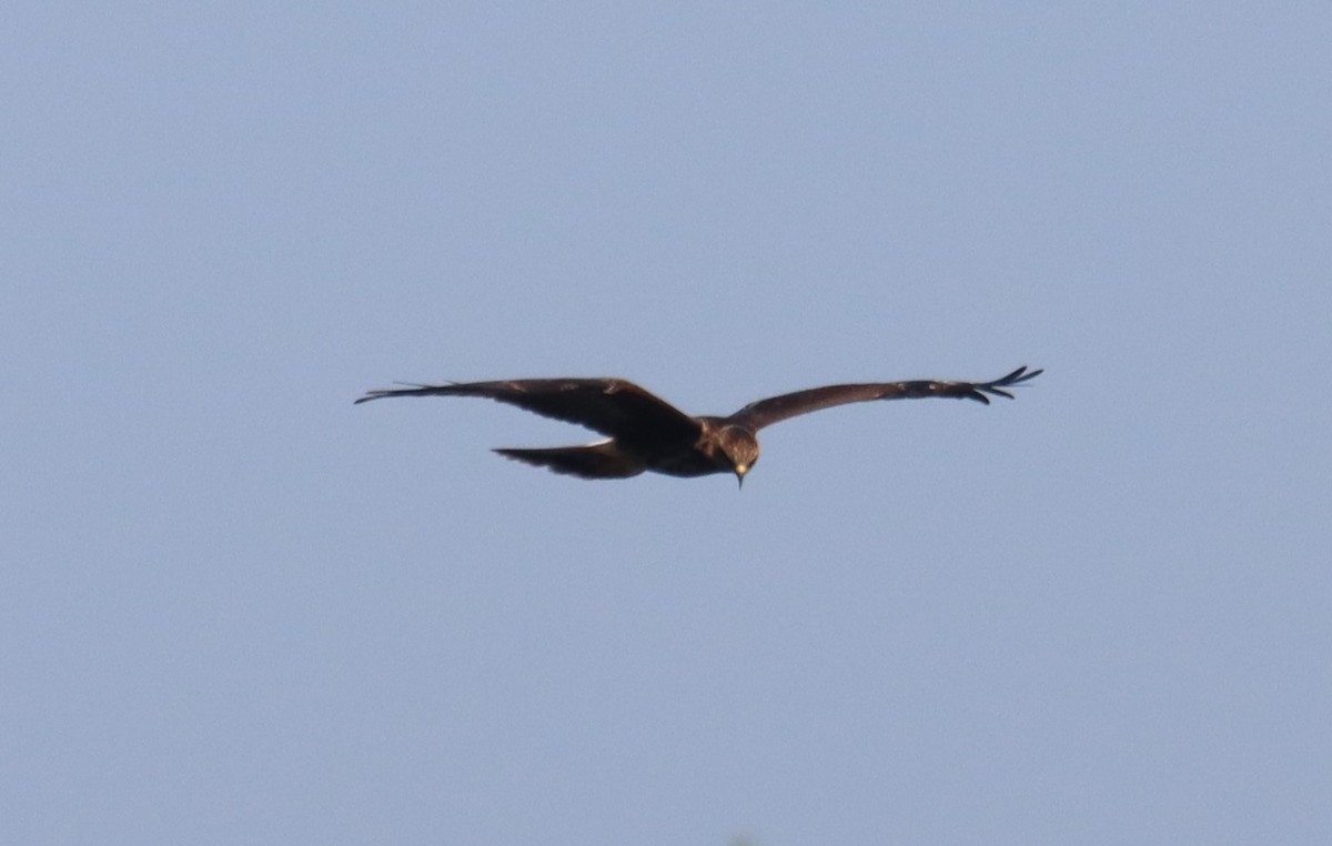 Snail Kite - ML640409176