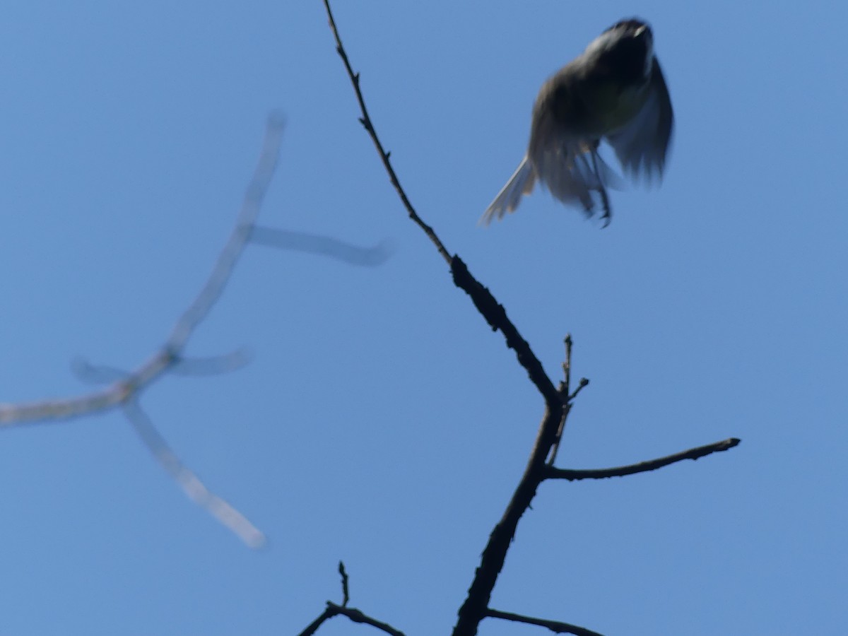 Black-capped Chickadee - ML640409179