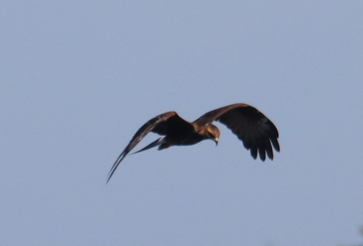 Snail Kite - ML640409181