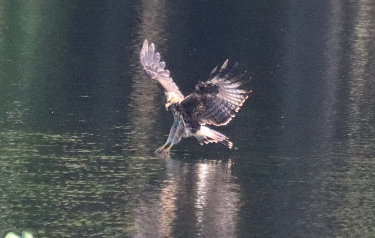 Snail Kite - ML640409188