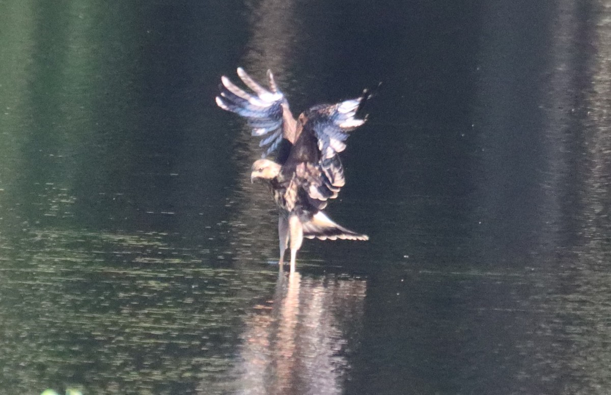 Snail Kite - ML640409197