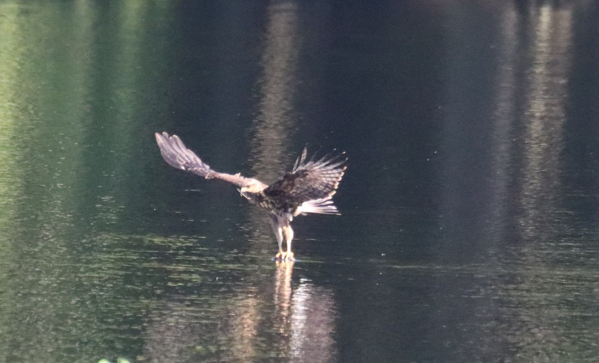 Snail Kite - ML640409198