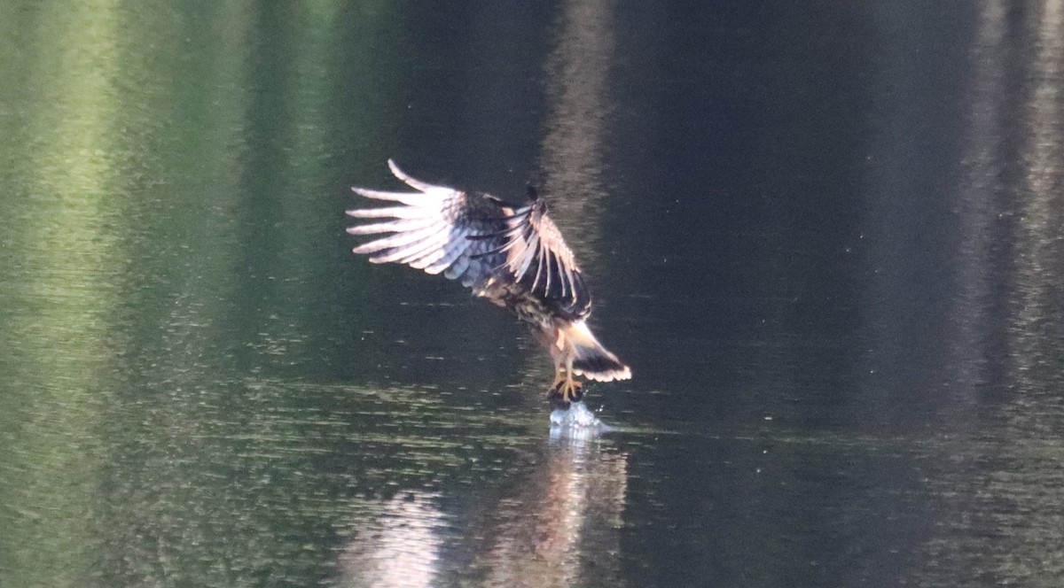 Snail Kite - ML640409200