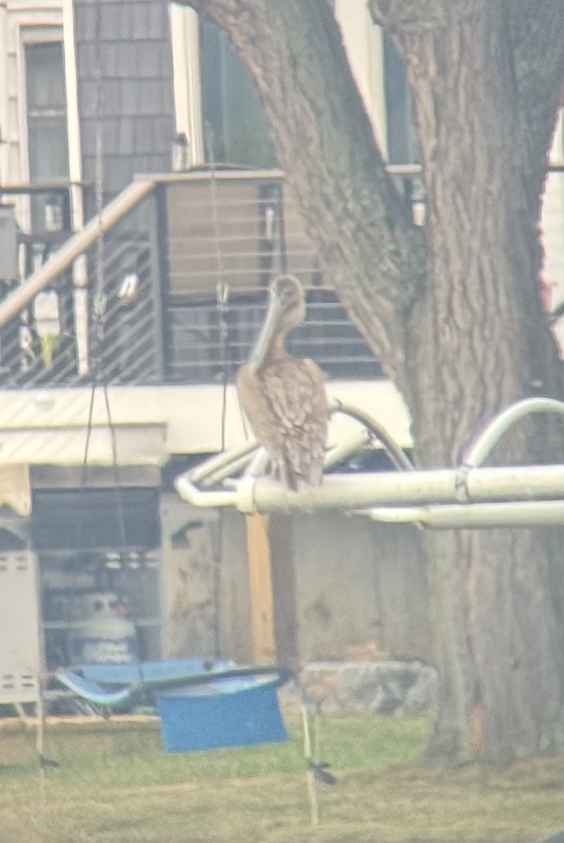 Brown Pelican - ML640409211