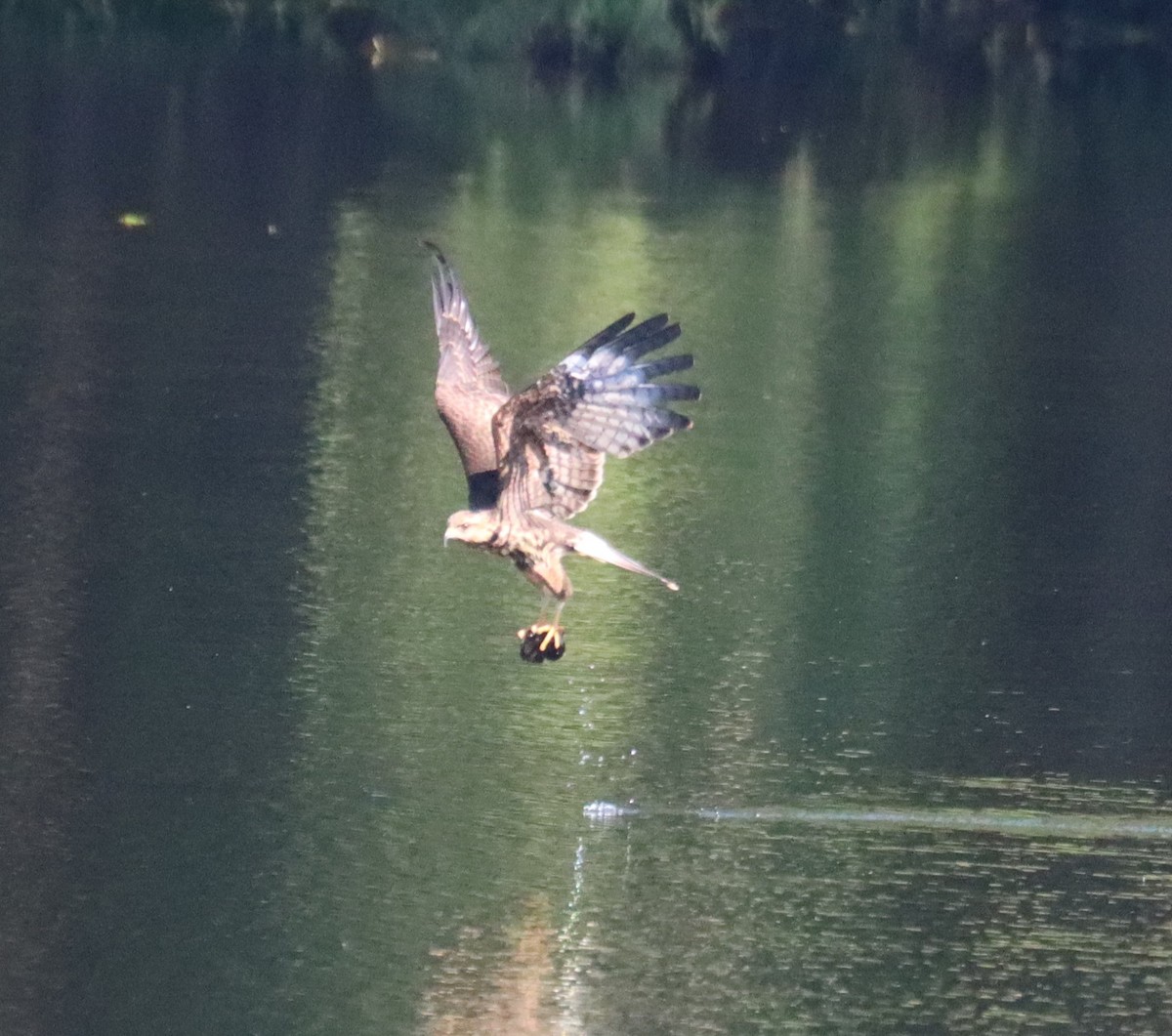 Snail Kite - ML640409216