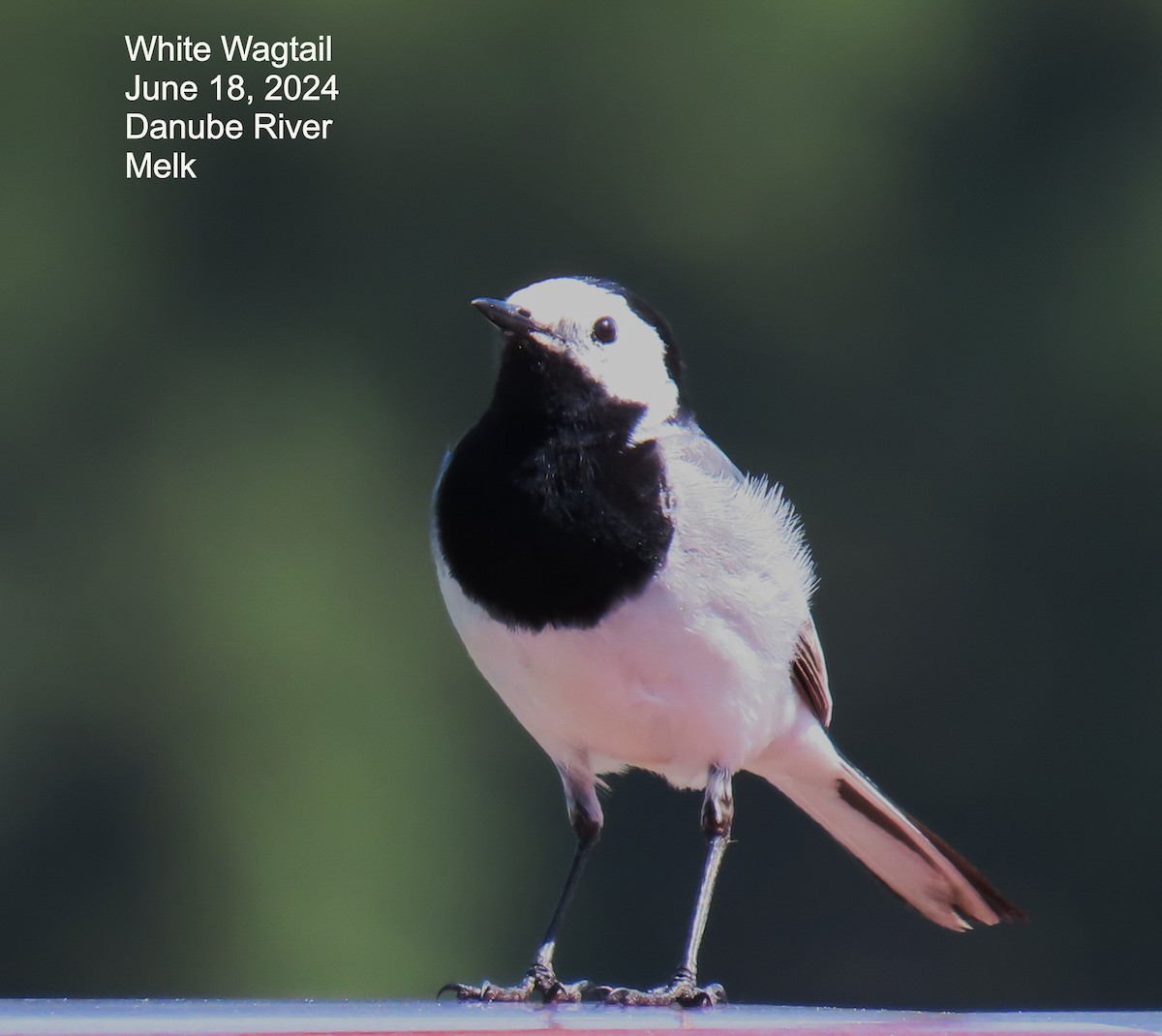White Wagtail - ML640409219