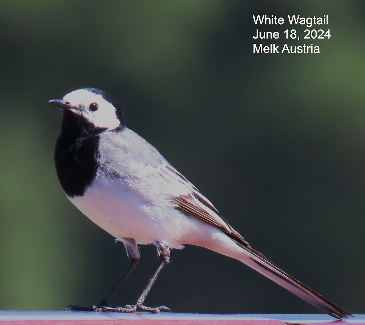 White Wagtail - ML640409220