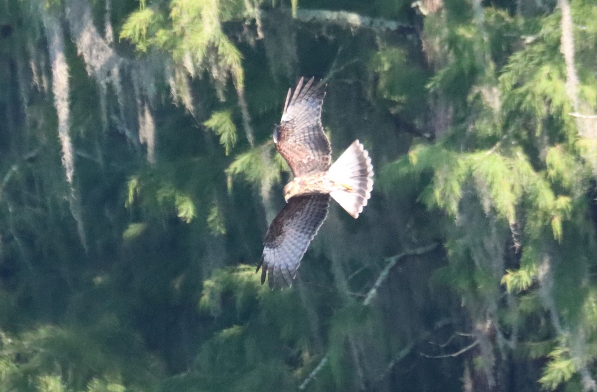 Snail Kite - ML640409245