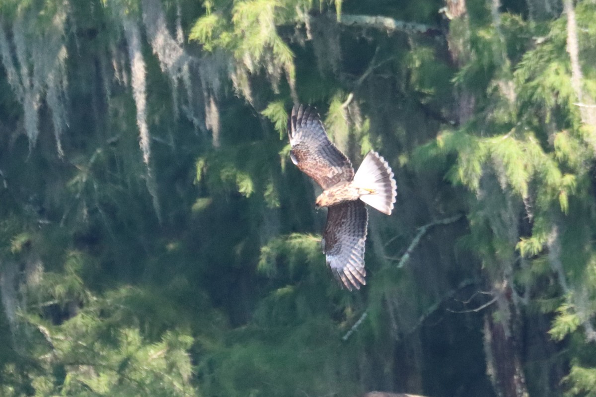 Snail Kite - ML640409246