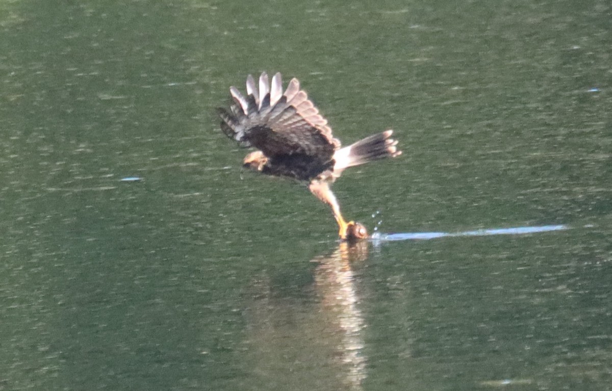 Snail Kite - ML640409251