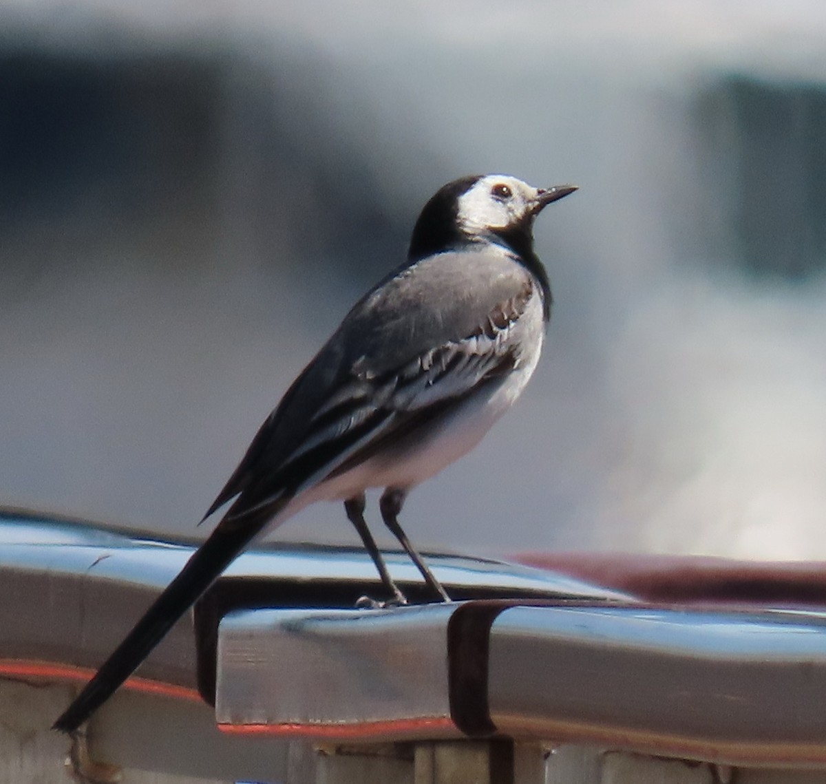 White Wagtail - ML640409254