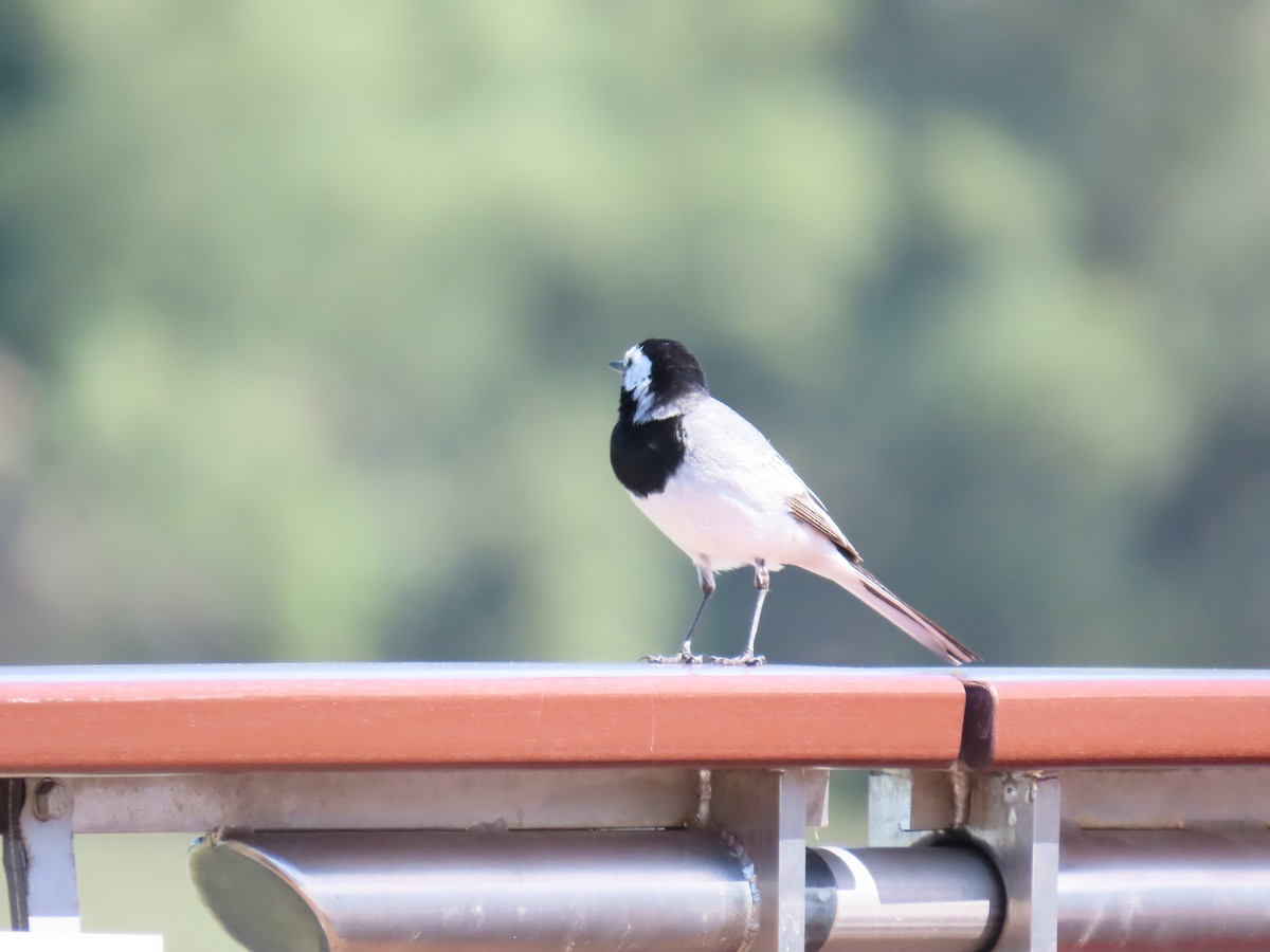 White Wagtail - ML640409258
