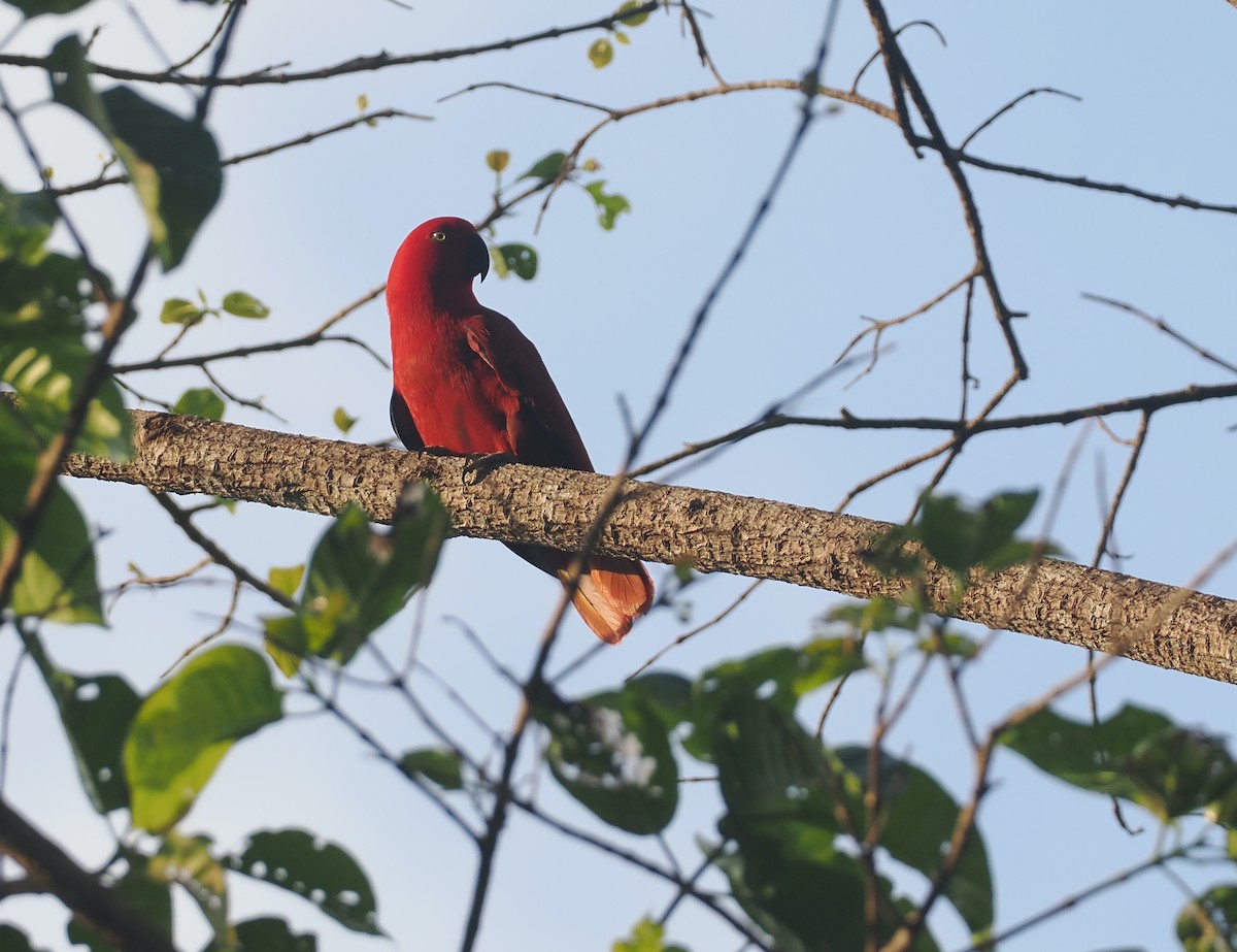 Sumba Eclectus - ML640409263