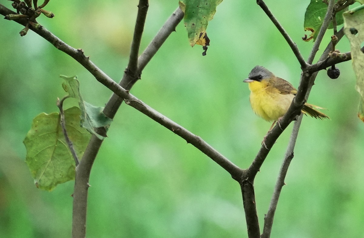 Gray-crowned Yellowthroat - ML640409269