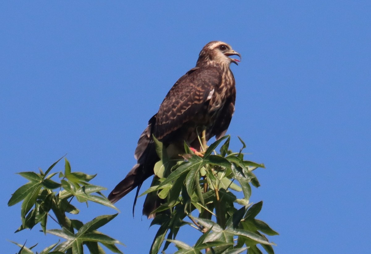 Snail Kite - ML640409270