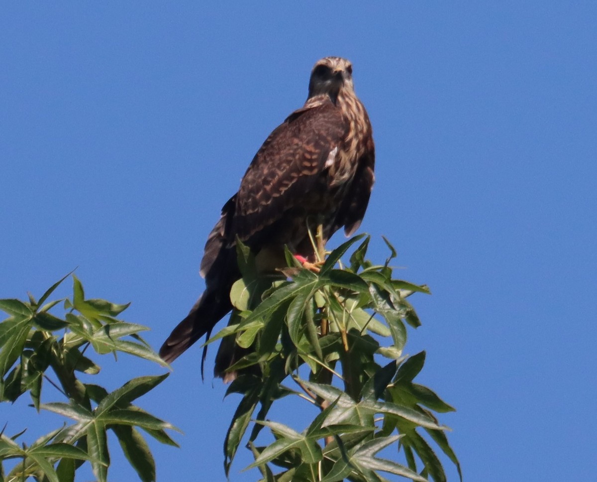 Snail Kite - ML640409274