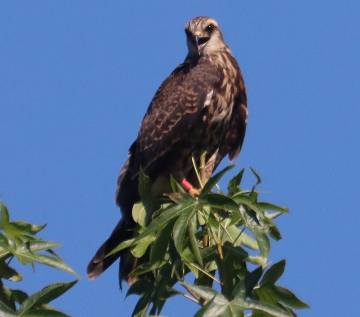 Snail Kite - ML640409283