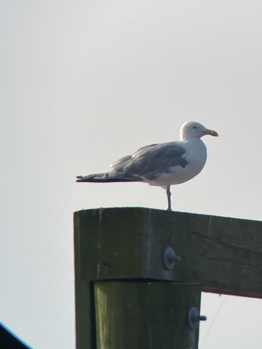 Gaviota Argéntea Americana - ML640409306