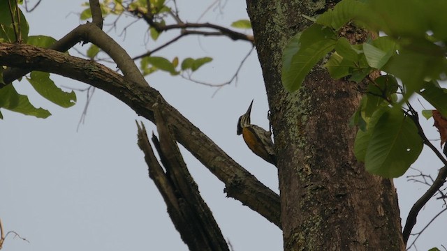 White-naped Woodpecker - ML640409314