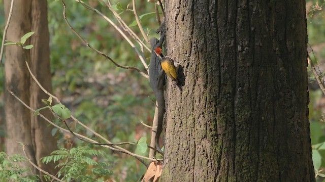 Black-rumped Flameback - ML640409339