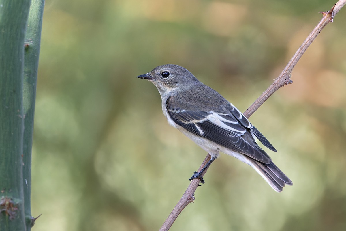 Collared Flycatcher - ML640409353