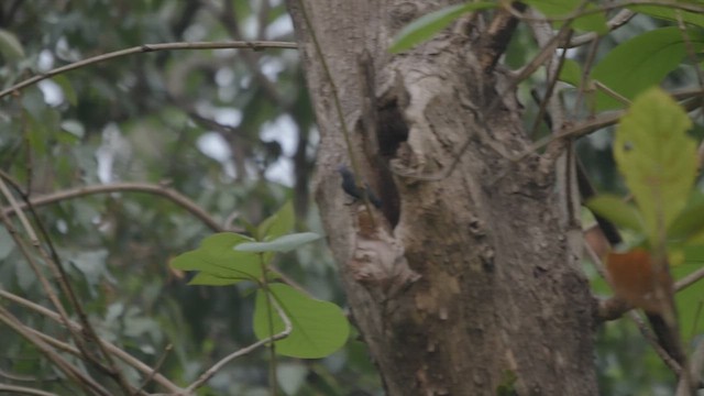 Kastanienkleiber - ML640409366