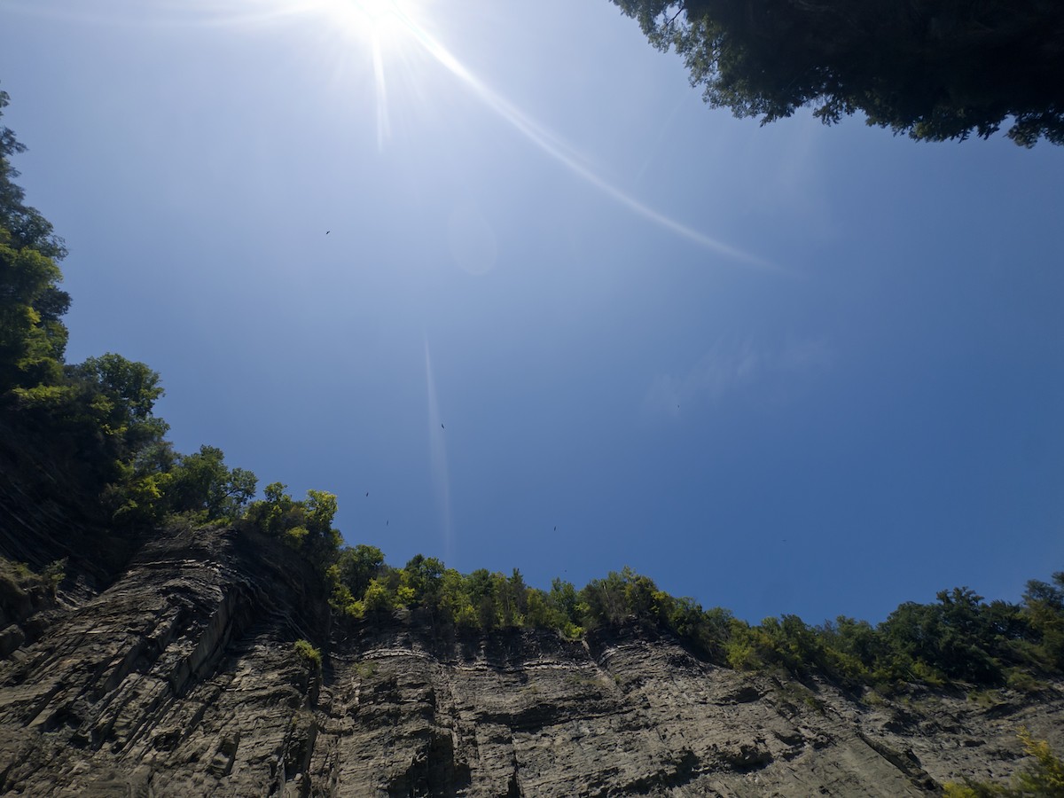 Turkey Vulture - ML640409373