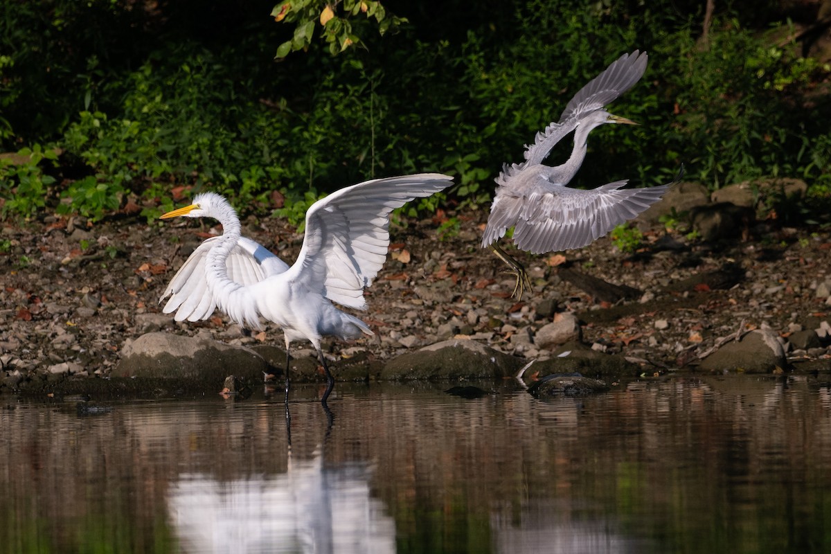 heron sp. - ML640409393