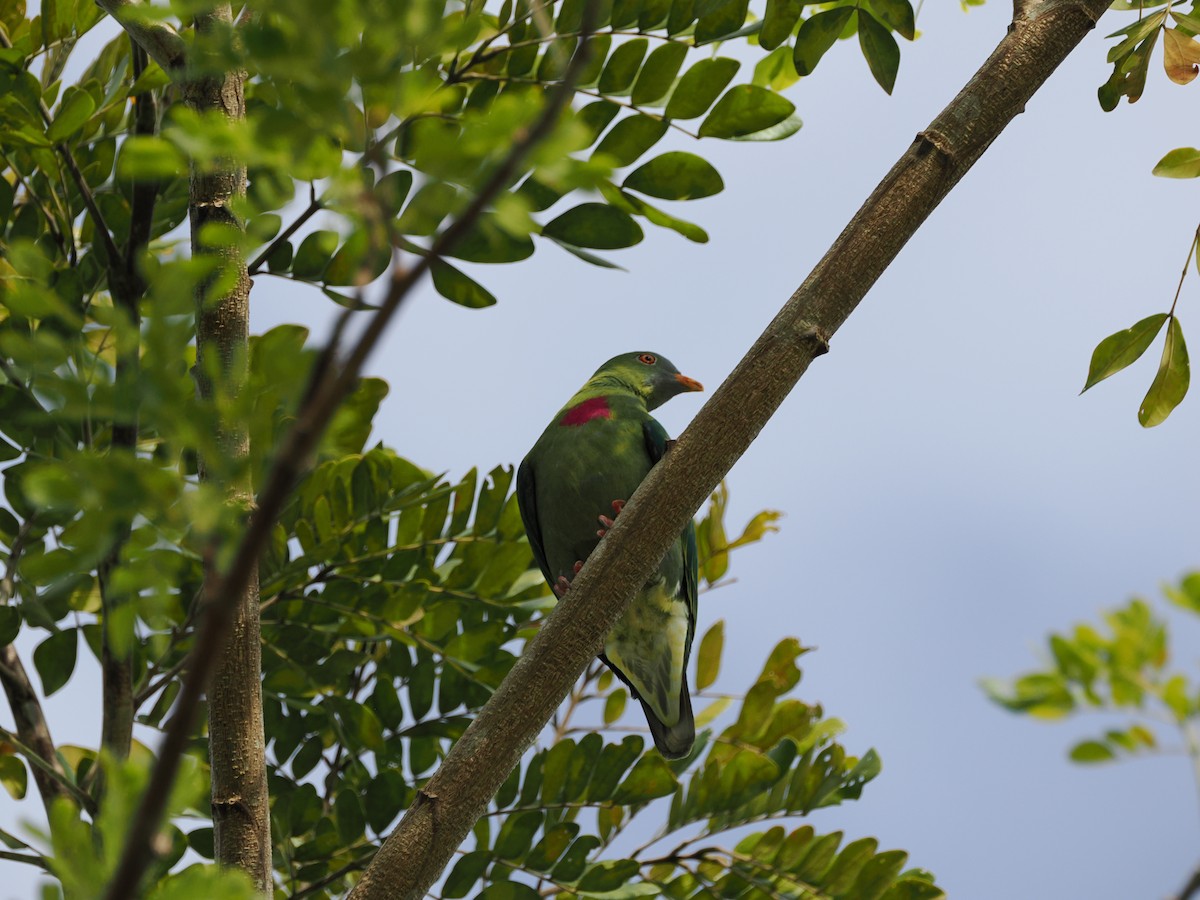 Claret-breasted Fruit-Dove - ML640409421