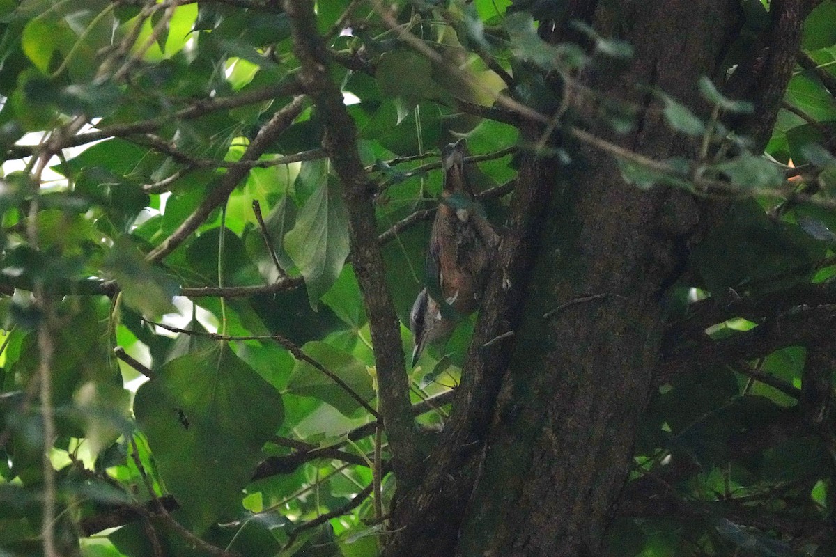 Eurasian Nuthatch (Western) - ML640409463