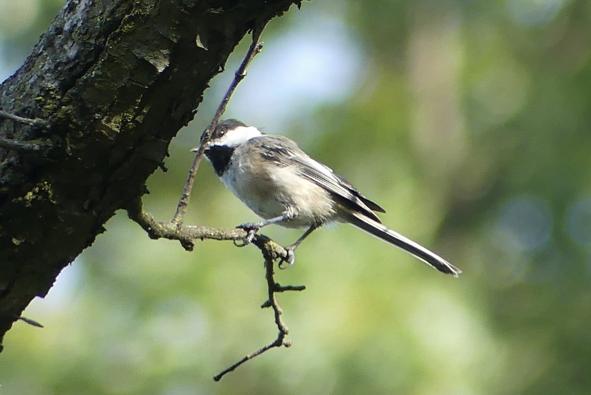 Black-capped Chickadee - ML640409522