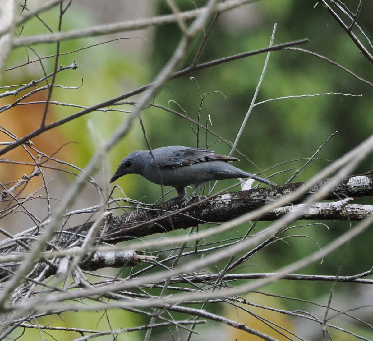 Sahul Cicadabird - ML640409532