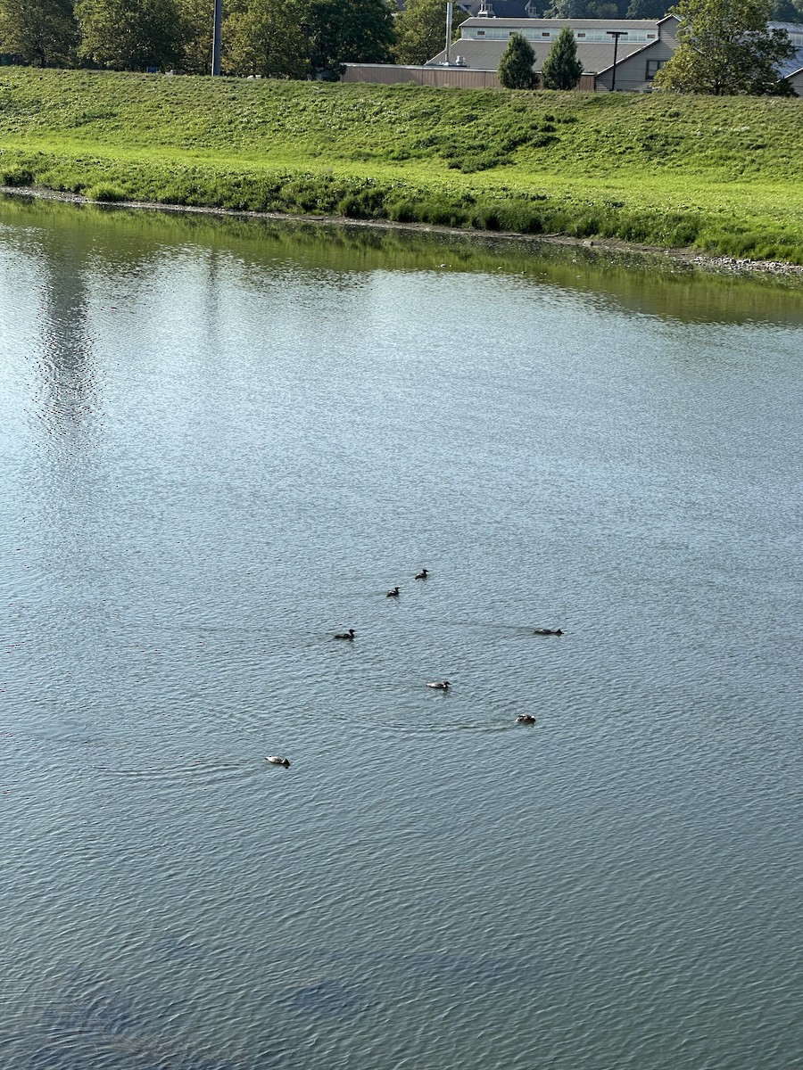Common Merganser - ML640409542