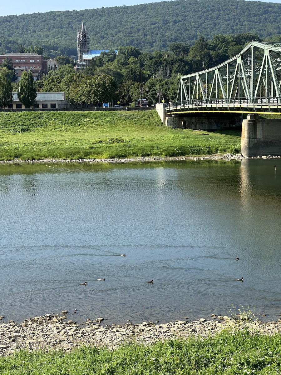 Common Merganser - ML640409543