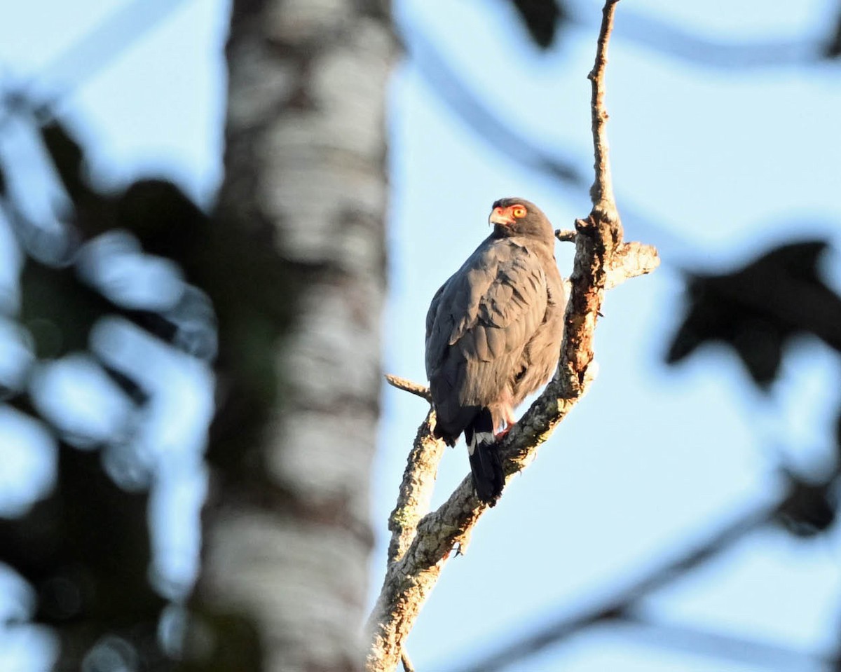 Slate-colored Hawk - ML640409548