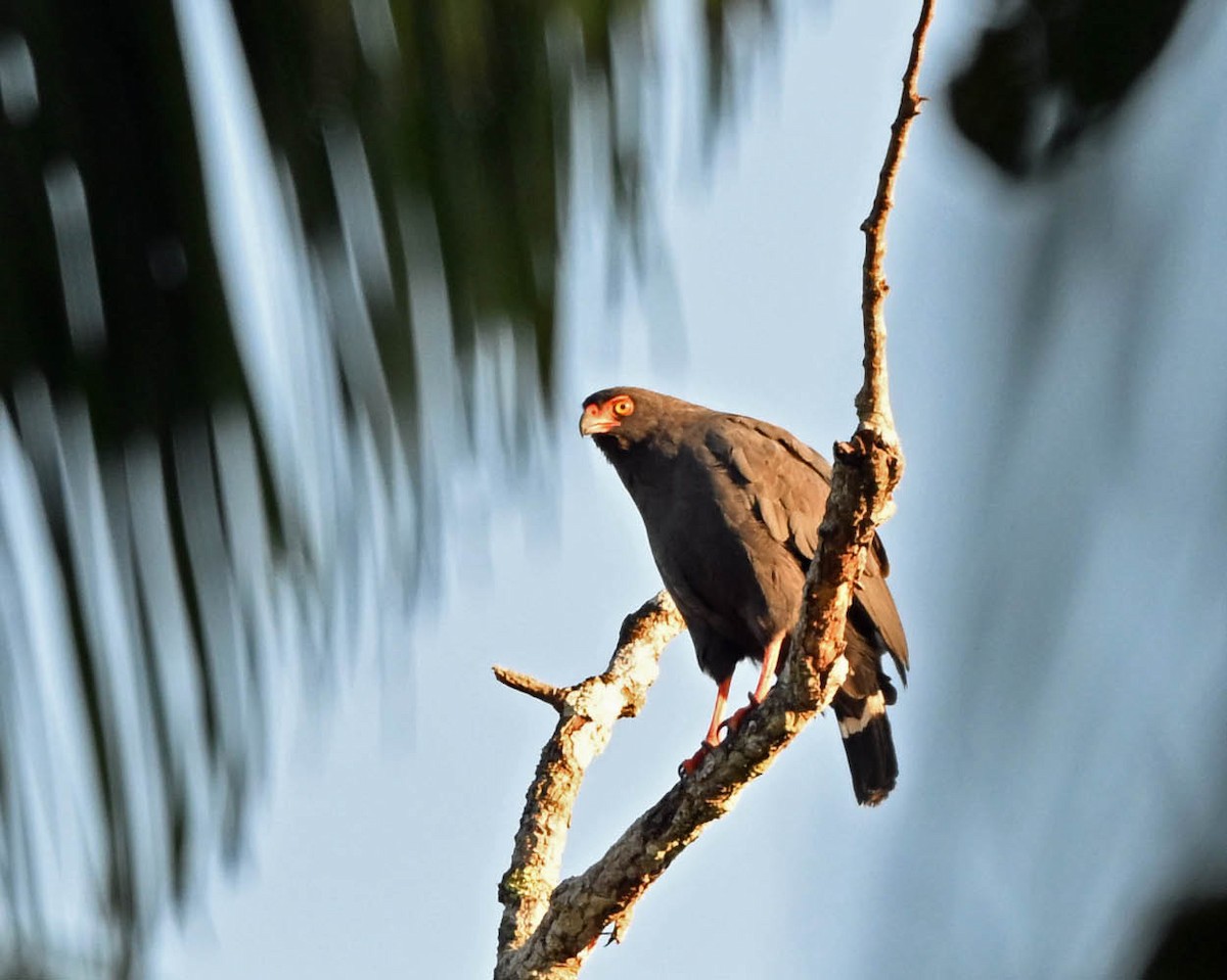 Slate-colored Hawk - ML640409549