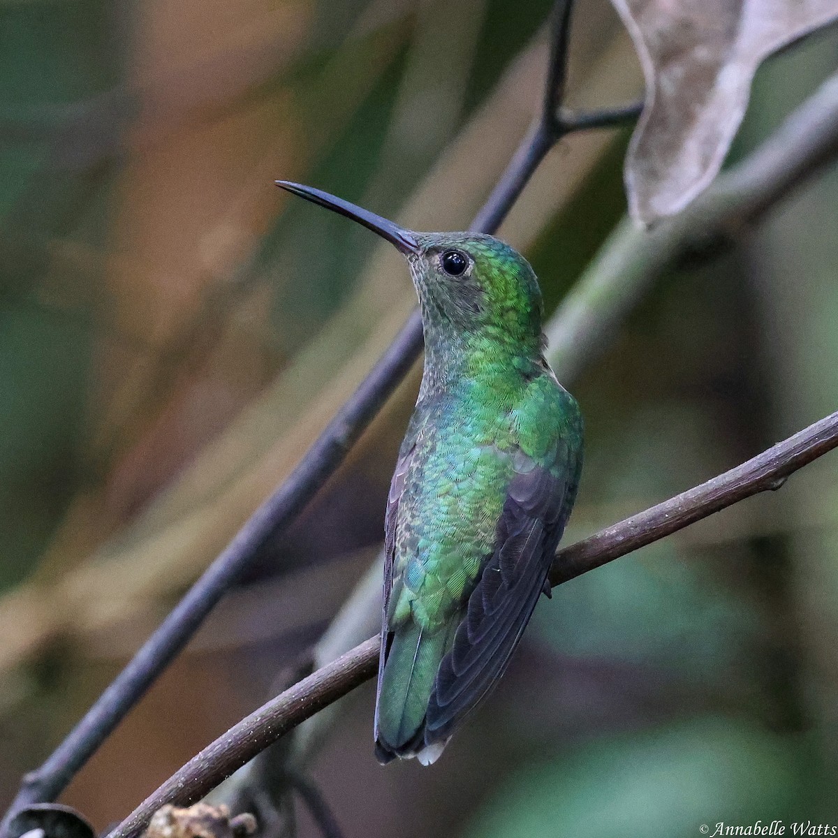 Scaly-breasted Hummingbird - ML640409590