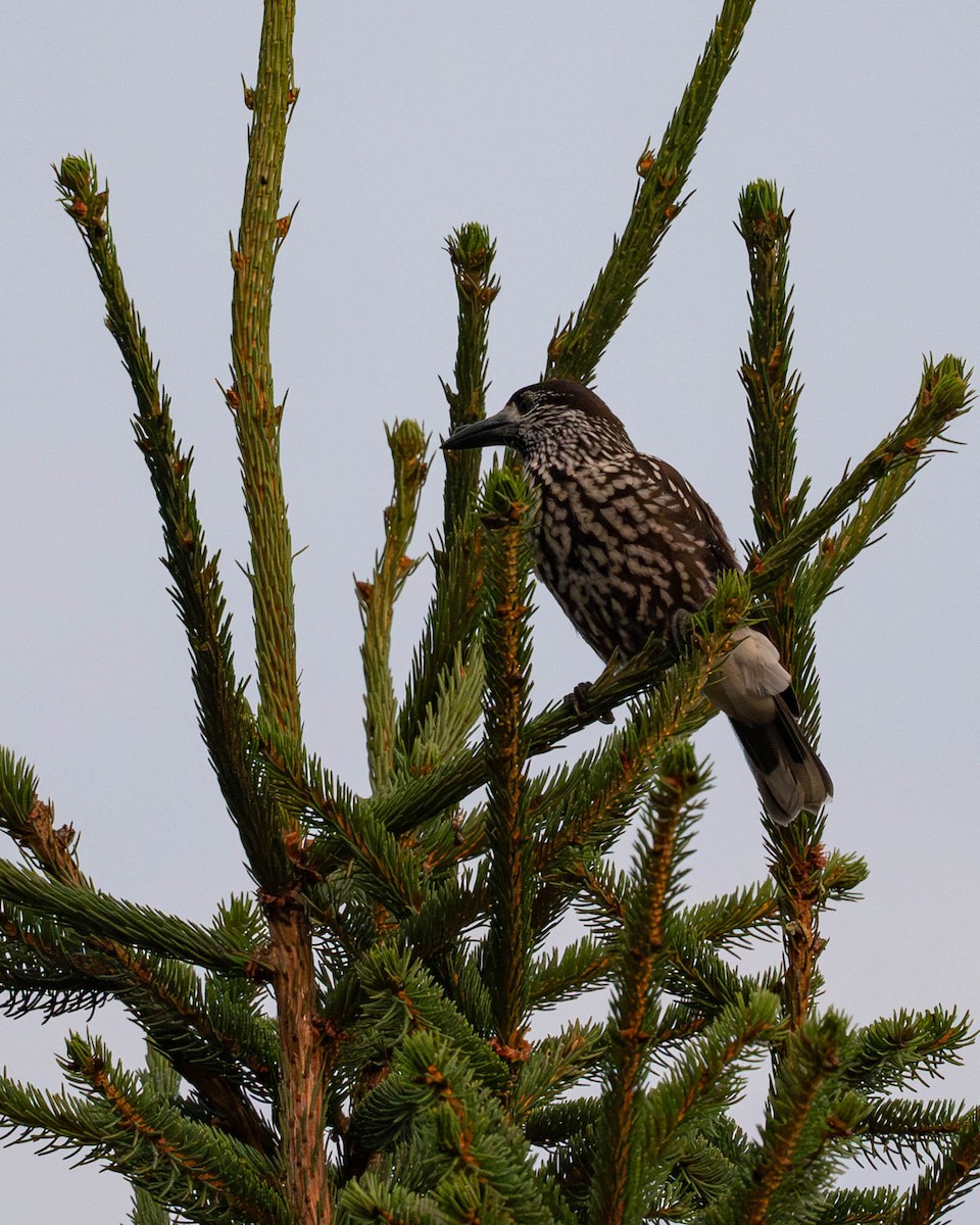 Самарч шаазгай - ML640409600