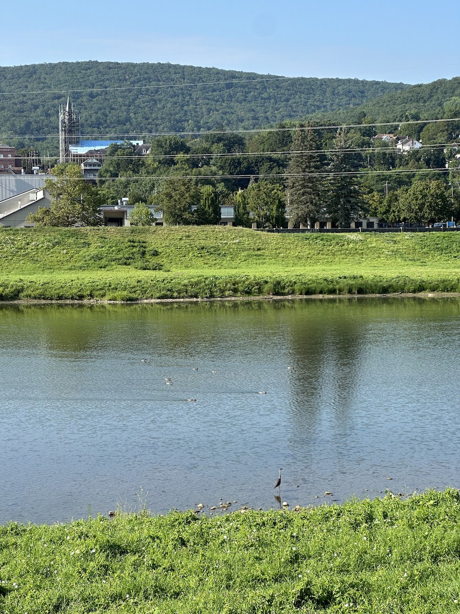 Great Blue Heron - ML640409602