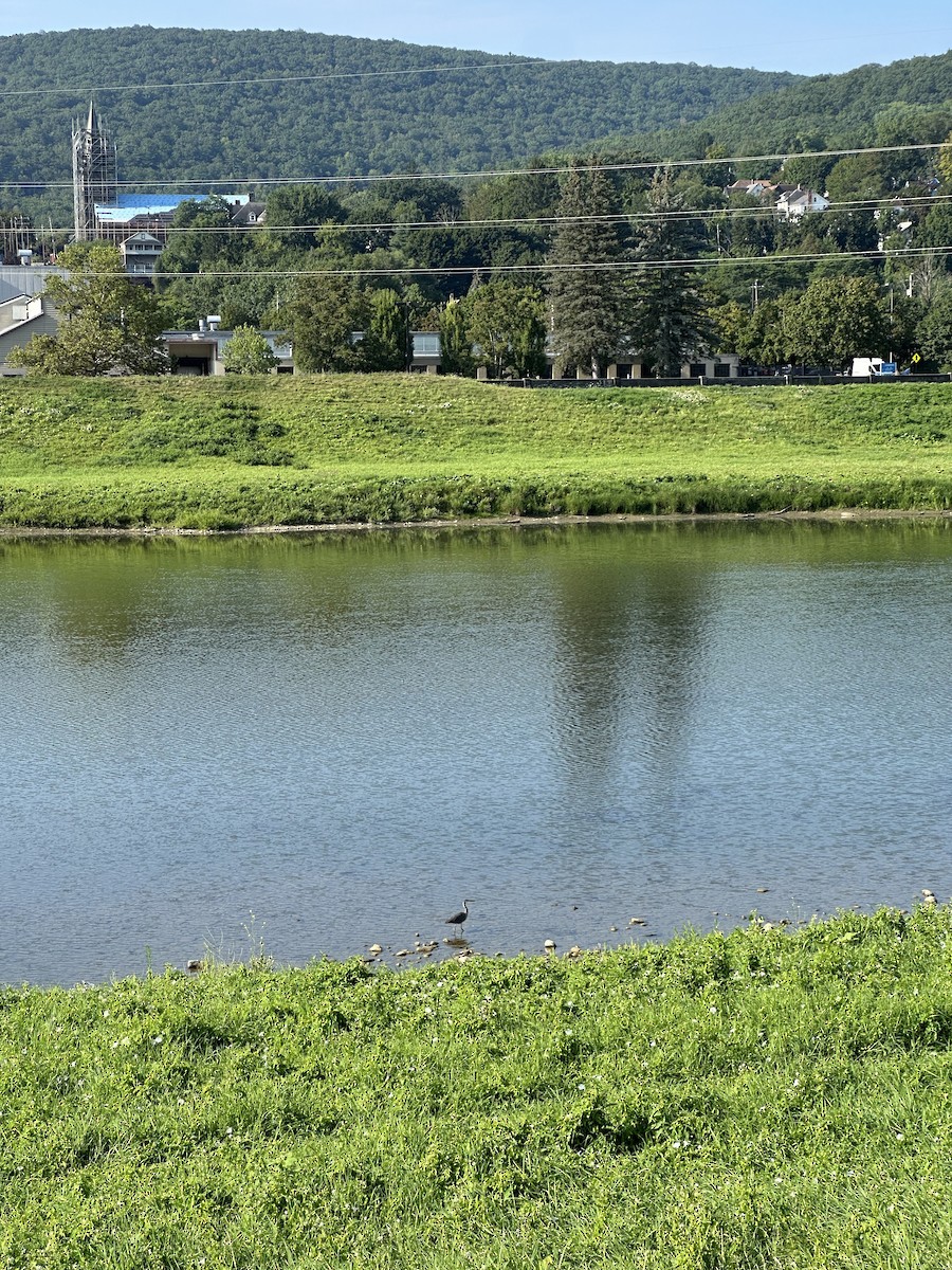 Great Blue Heron - ML640409603