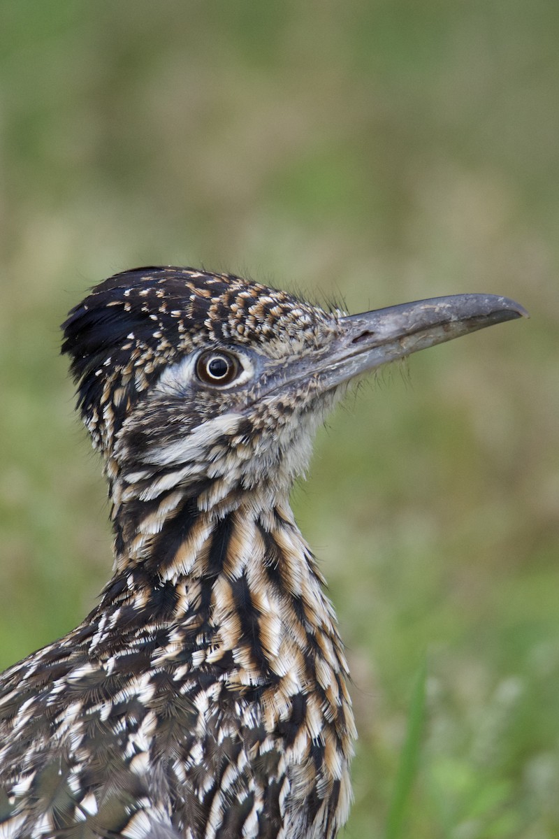 Greater Roadrunner - ML640409614