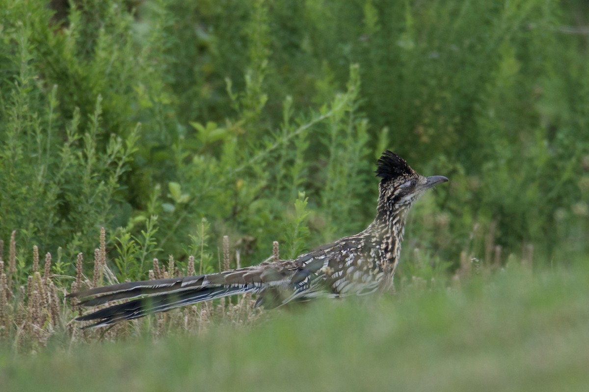 Greater Roadrunner - ML640409615