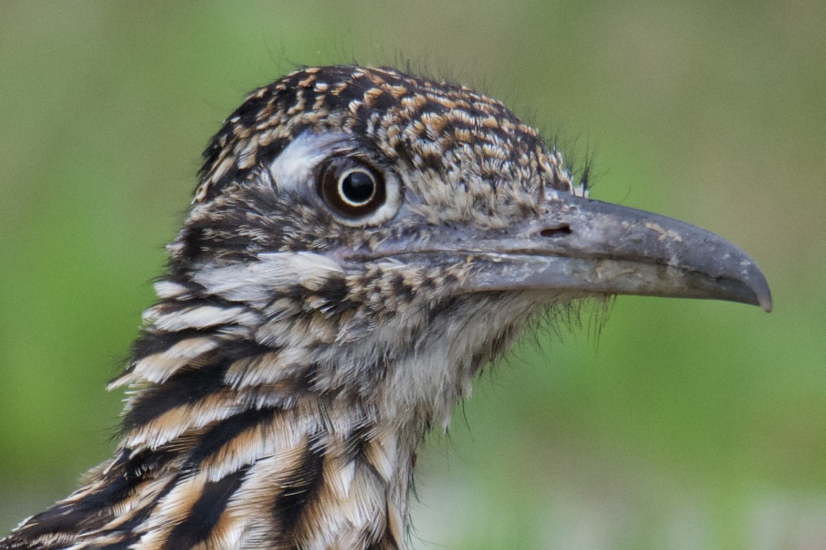 Greater Roadrunner - ML640409616