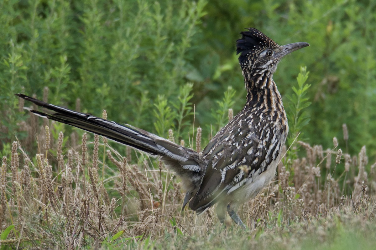 Greater Roadrunner - ML640409617