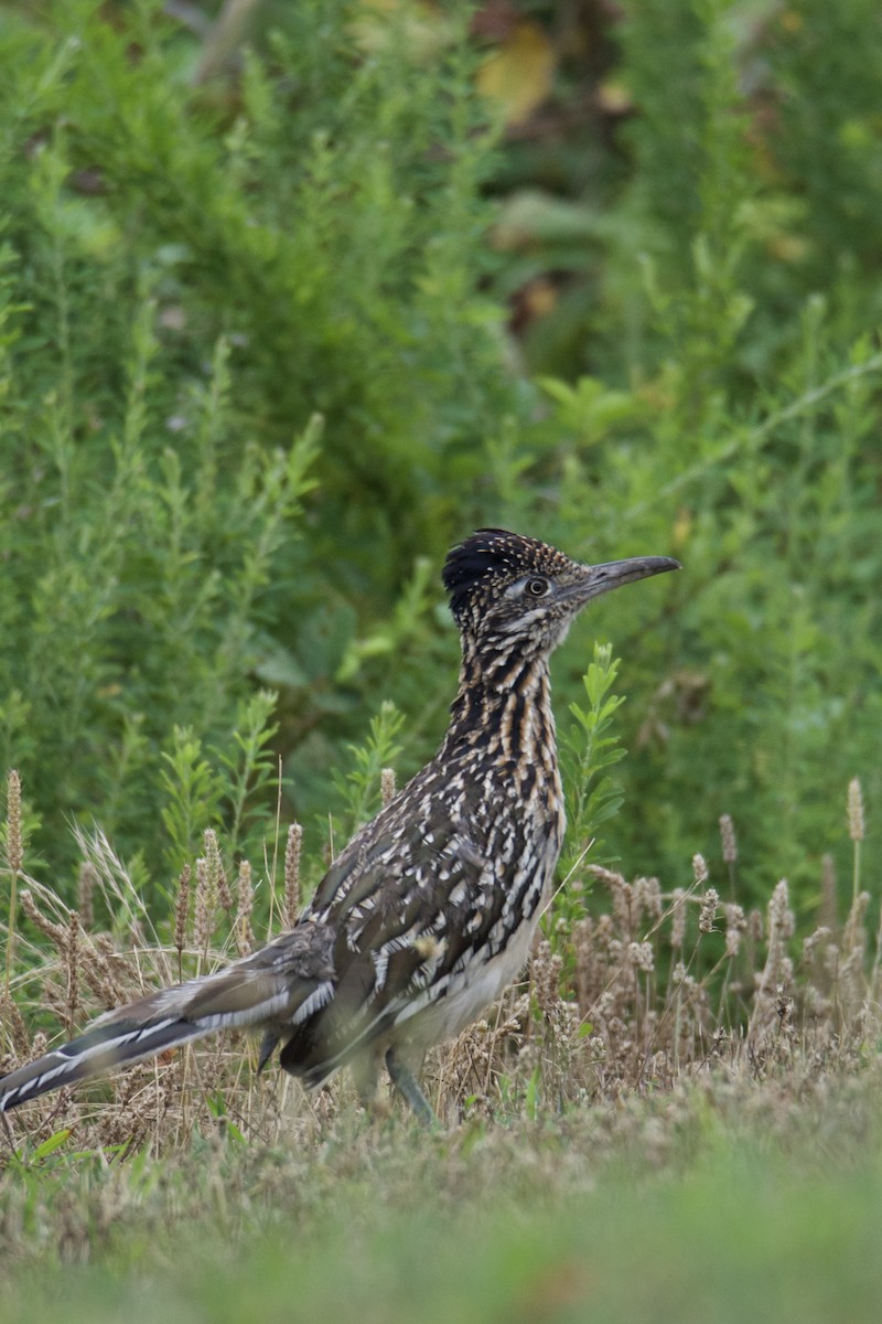Greater Roadrunner - ML640409618